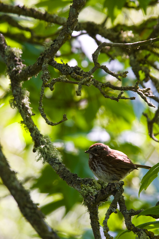 Song Sparrow